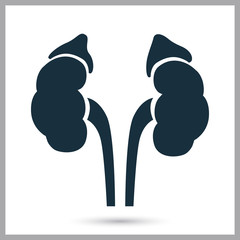 Human kidneys icon on the background
