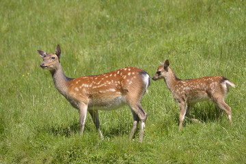Doe and fawn fallow deer (Dama dama) viewed of profile in grass