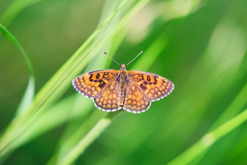 Papillon sur fond nature: Mélitée du mélampyre - Melitaea athalia
