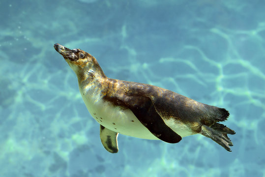 Humboldt penguin (Spheniscus humboldti) swimming under blue water