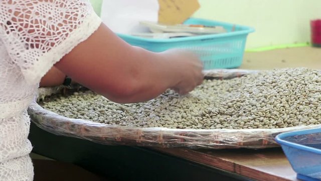 Workers Sorting Poor Quality's Coffee Beans 