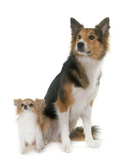 border collie and chihuahua