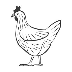 Chicken monochrome vector
