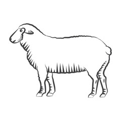 Sheep monochrome vector