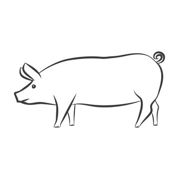Pig monochrome vector