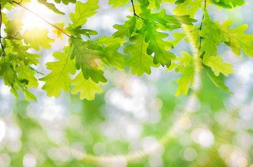 Fototapeta na wymiar green oak leaves