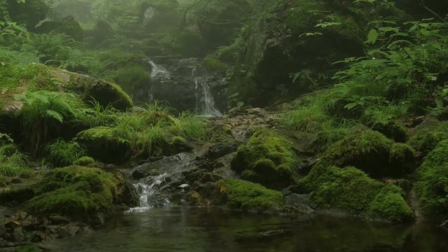 山奥の渓流 / 苔生した山奥の小さな川