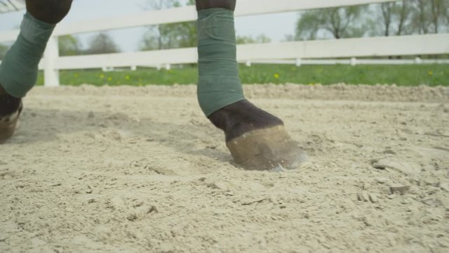 SLOW MOTION CLOSE UP: Dressage horse walking in sand arena