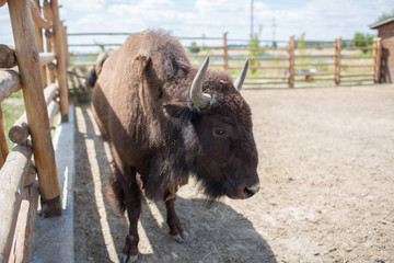 European bison (Bison bonasus) in the zoo