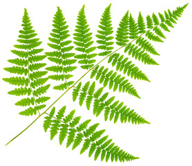 leaf fern isolated on white background in macro lens shooting