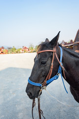 Obraz premium horse in stable