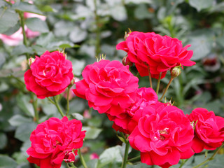 Red Roses Flower Background