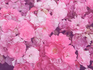 Obraz na płótnie Canvas Pink Flower Background