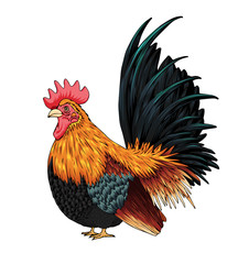Beautiful rooster isolated on white background.Rooster vector by hand drawing.