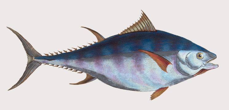Thunfisch (Großaugen-Thun) zoologische Zeichnung