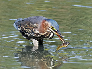Green Heron with Tadpole
