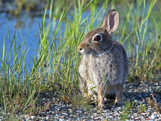 Eastern Cottontail Rabbit