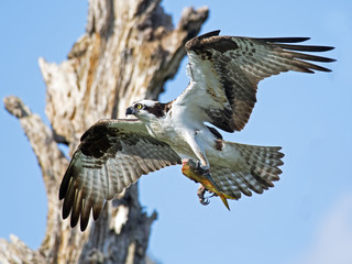 Osprey in Flight with Fish for Nest