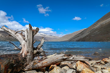 dead tree on a stone near lake with blue sky