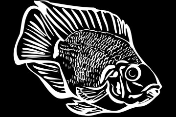 beautiful aquarium fish parrot