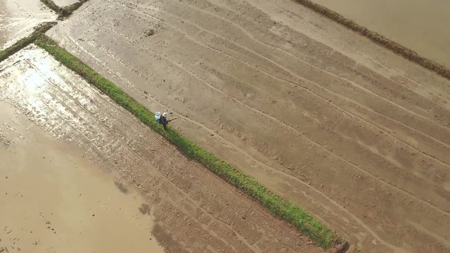 Thai farmer spreading rice seed over rice field