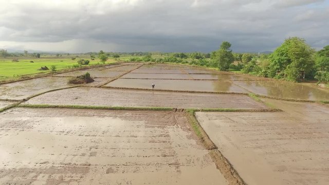 Thai farmer spreading rice seed over rice field