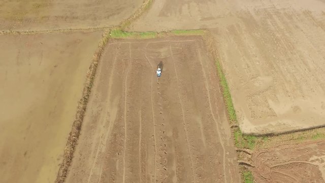 Thai farmer spreading rice seed over rice field