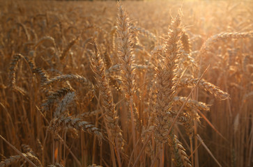 backdrop of ripening ears  yellow wheat