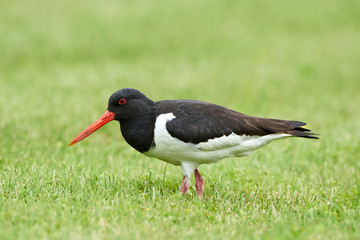 Eurasian oystercatcher (Haematopus ostralegus)