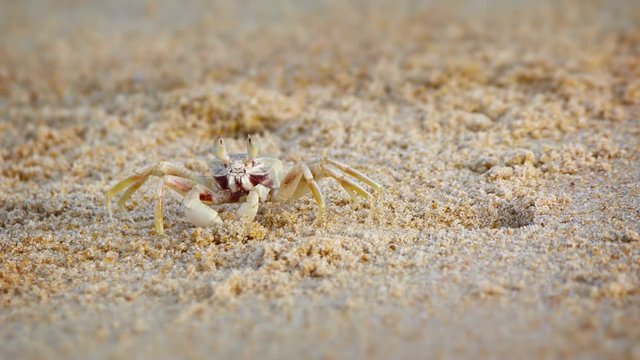 Cinemagraph of a tiny crab, sifting through coarse beach sand with his claws, in search of edible morsels to feed on. Video 4k