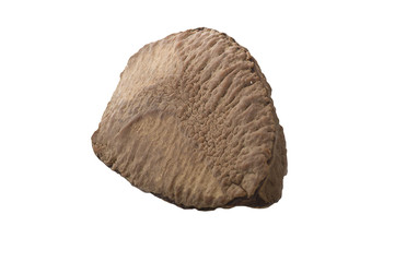 Brazil walnut close up on the white