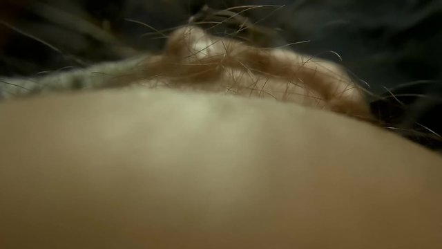 Insect crawling through the hair on the human leg. Macro