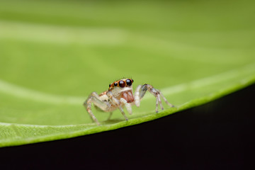 Spider,jumping Spider