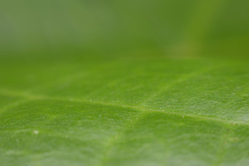 Spider,jumping Spider