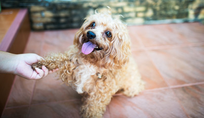 Hand Dog protruding tongue.