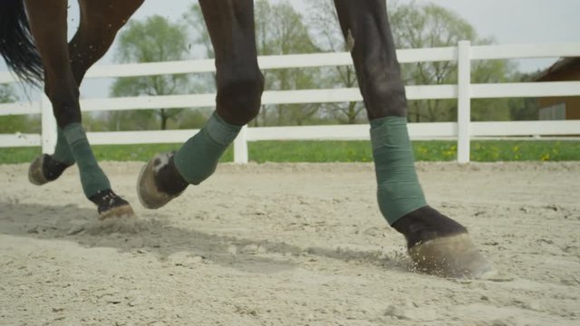 SLOW MOTION CLOSE UP: Dressage horse trotting in sand arena