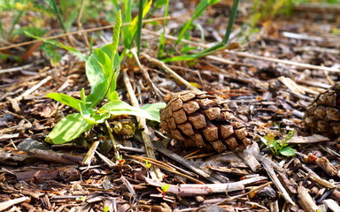 pine cone on the ground