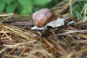 Weinbergschnecke im natürlichen Lebensraum