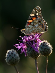Motyl Rusałka osetnik © marko658