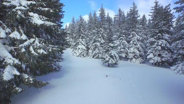 AERIAL: Following the footsteps in snow through winter forest