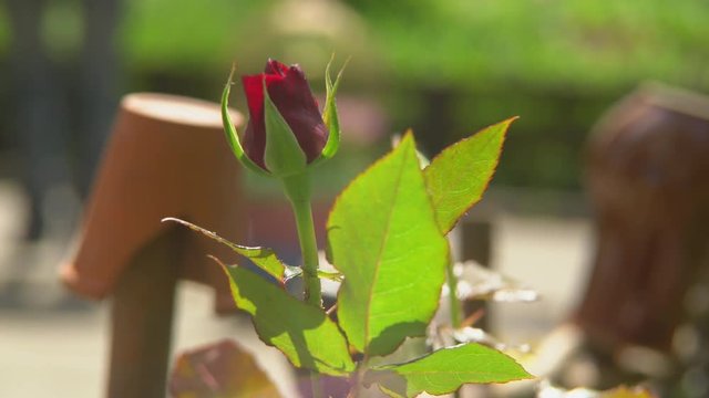 In the garden of growing shrub roses buds have not yet blossomed wind blows on a rose. Leaves rustling in the wind. 4k