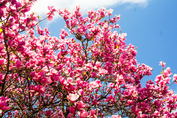 Magnolie im Frühjahr in Porto - Portugal