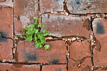 Red bricks texture with green grass