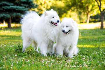 Samoyed two dogs in the park