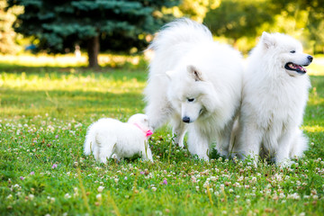 Samoyed puppy and parents