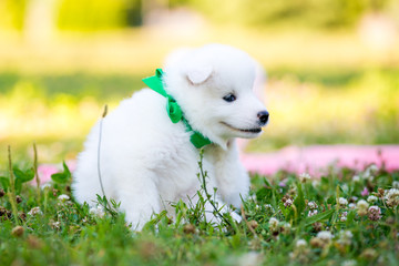 four Samoyed puppy outdoors in summer