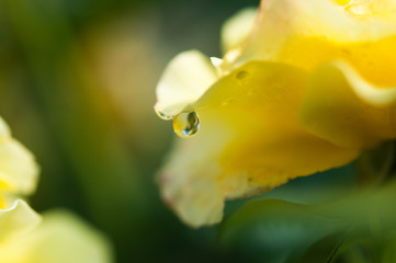 Zarte Blumen im Garten