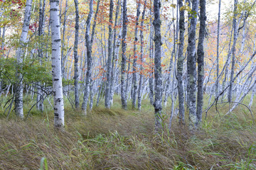 Soft Autumn Colors of Birch Trees in Maine