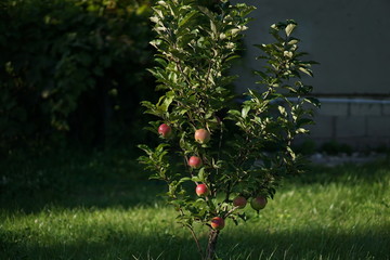 Apple tree is full of red ripe apples. Many of the fruits are lying under the tree already. © Alex Kor