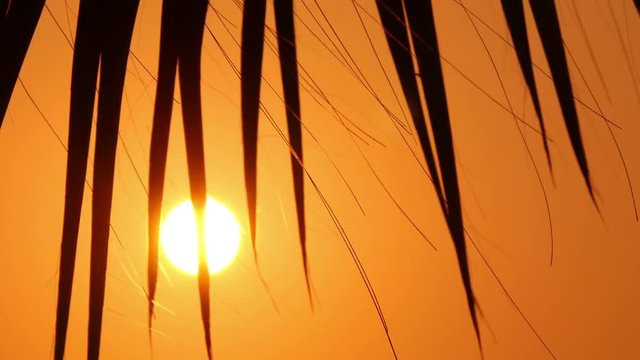 leaves of palm trees at sunset